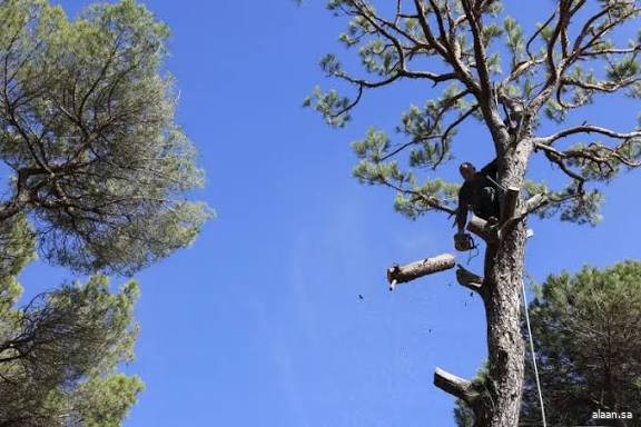لبنان .. جفاف مخاريط الصنوبر وموت أشجارها بسبب الجفاف