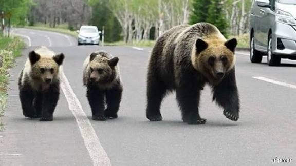 اليابان تضع حزمة من الإجراءات لمواجهة أزمة الدببة المستمرة