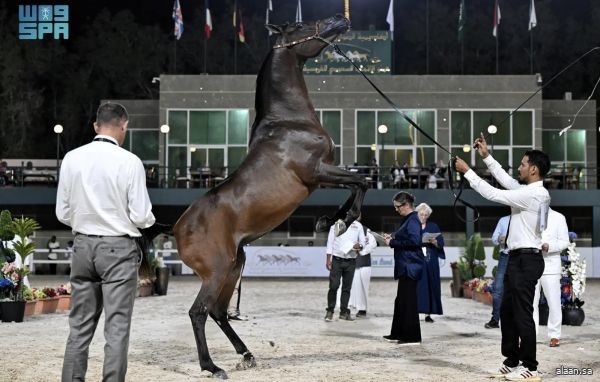 جدة تواصل تألقها على ساحات الفروسية العالمية قبل ختام البطولة الدولية