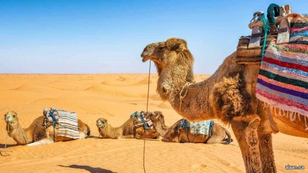 "الإبل" تحمل بروتينًا قد يُنقذ عقولنا