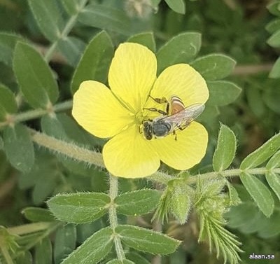 البرنامج الوطني للتشجير: المدينة المنورة تزدهر بأكثر من 60 نوعًا من النباتات المحلية