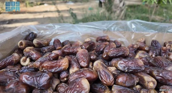 "برني العيص".. إرث زراعي أصيل يُجسّد تميّز التمور السعودية