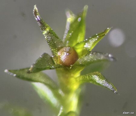 نبات يصمد في الفضاء لمدة 9 أشهر .. ثم يتكاثر بعد عودته