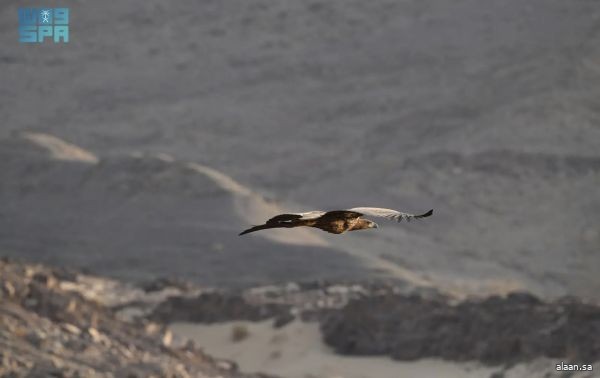 محمية الأمير محمد بن سلمان الملكية ترصد أول ظهور للنسر الأبيض الذيل في المملكة منذ 20 عامًا