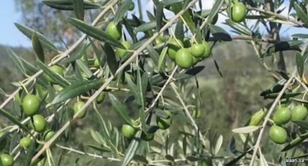 ارتفاع الإنتاج المحلي للزيتون في المملكة إلى أكثر من 351 ألف طن