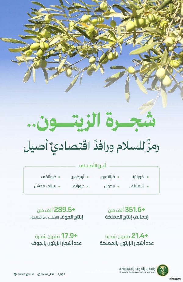 ارتفاع الإنتاج المحلي للزيتون في المملكة إلى أكثر من 351 ألف طن
