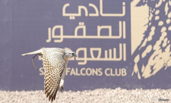 جلسات "علوم وسلوم" .. تستحضر التاريخ والأمجاد في كأس نادي الصقور السعودي 2025