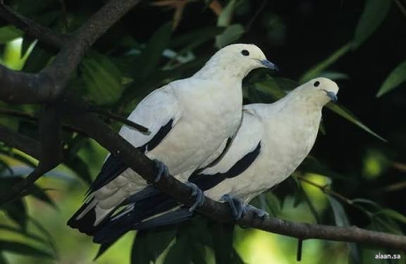 نظام مراقبة ذكية للمنشآت عبر دماغ الطيور في روسيا