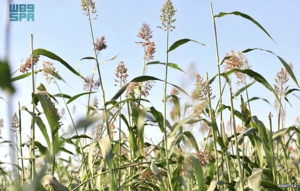 "البيئة" تطرح 4 فرص استثمارية لتعزيز الأمن الغذائي في منطقة جازان