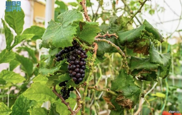 الزراعة المائية في المملكة .. ثورة خضراء لتحقيق الأمن الغذائي