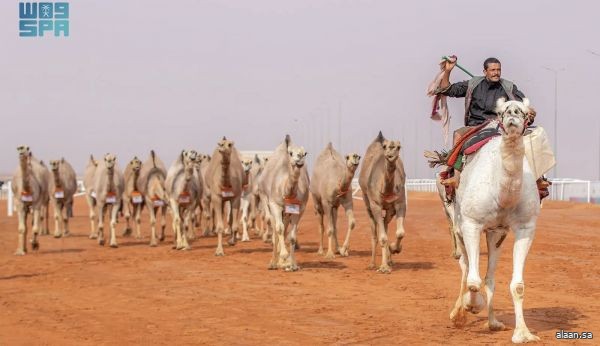 الإبل.. ذاكرة متدفقة وهوية نابضة وتقنية تعيد اكتشافها من جديد بمهرجان الملك عبدالعزيز للإبل