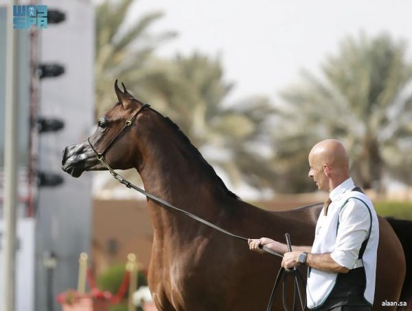 انطلاق فعاليات العرض الدولي الثامن لجمال الخيل العربية بمنافسات قوية لـ182 مهرة