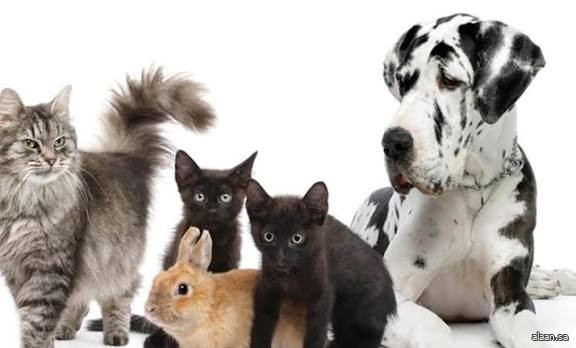 عدوى جديدة خطيرة تنتقل من الحيوانات الأليفة إلى البشر