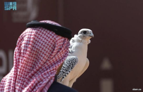 استحداث "شوط المدارس" ضمن مسابقة الملواح في مهرجان الملك عبدالعزيز للصقور 2025