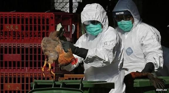 إنفلونزا الطيور تعود للظهور في إيباراكي شرق اليابان