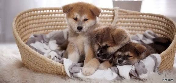 الكلاب تُساهم في تعزيز المهارات الاجتماعية للأطفال في اليابان