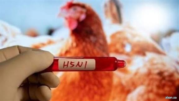 اليابان تعلن عن تفشي إنفلونزا الطيور في مزرعة بهوكايدو