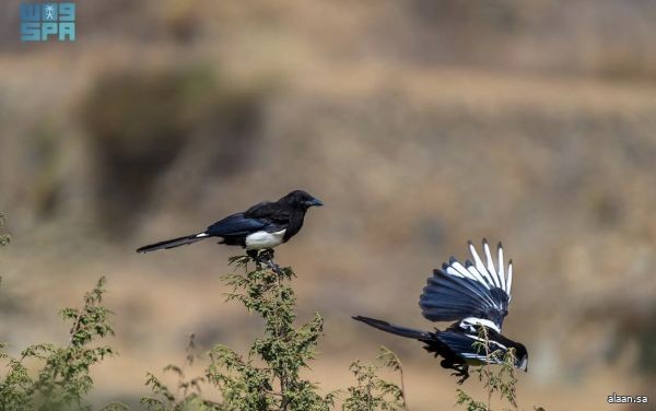 مركز الحياة الفطرية يشارك في اليوم الخليجي للحياة الفطرية 2025
