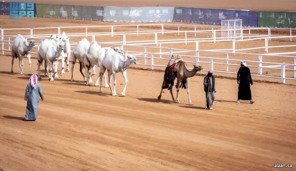 شوط "النسق" الجولة الختامية والحاسمة في تحكيم الخوارزميات بمهرجان الإبل