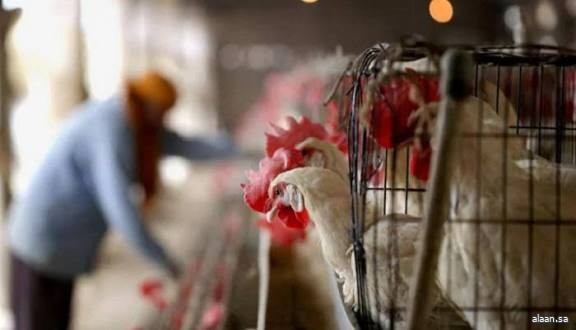 الهند تُبلِّغ عن تفشي إنفلونزا الطيور بإحدى ولاياتها