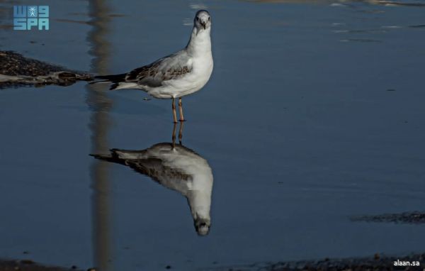 سماء الحدود الشمالية تشهد مساء اليوم رصد طائر نورس أسود الرأس