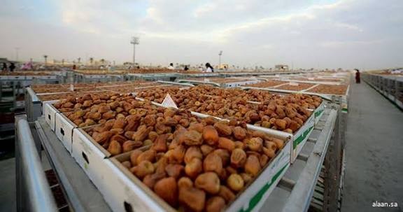 "النخيل والتمور": أكثر من 1500 متجر تجزئة إضافية حول العالم تستعرض منتجات التمور السعودية