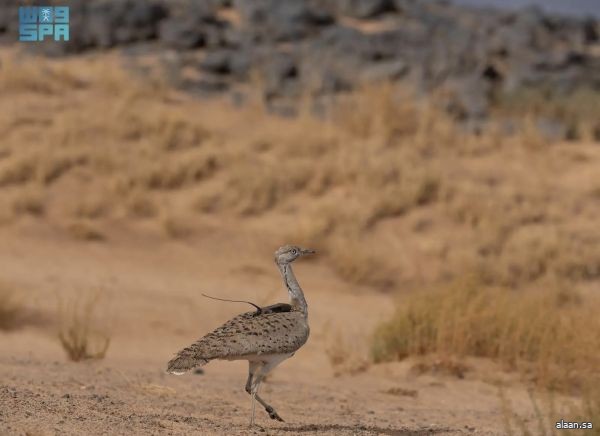 محمية الأمير محمد بن سلمان الملكية تُعيد توطين طائر الحبارى الآسيوي