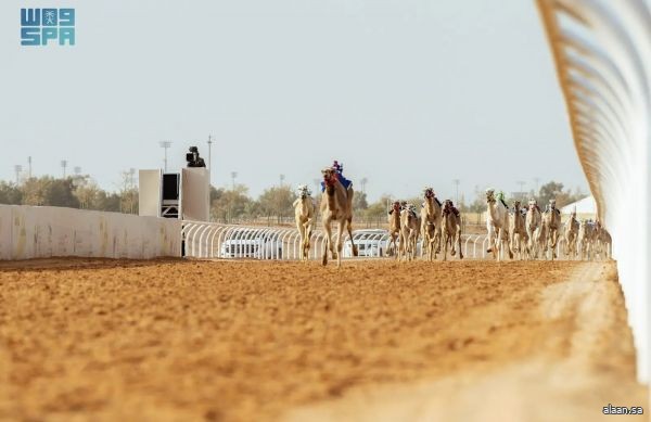 ملاك الهجن السعودية يحصدون 65% من جوائز افتتاحية مهرجان خادم الحرمين الشريفين