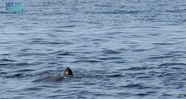 "الحياة الفطرية" يرصد سلحفاة جلدية الظهر في البحر الأحمر