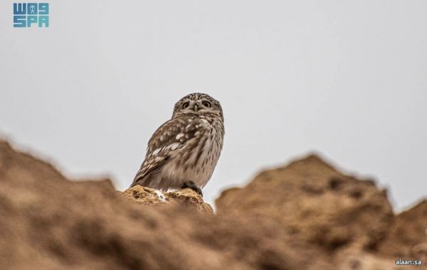 رصد "أم قويق"  -بوم الحفر - في الحدود الشمالية .. توثيق بيئي يُضاف إلى سجل التنوع الأحيائي الذي تتميز به المنطقة