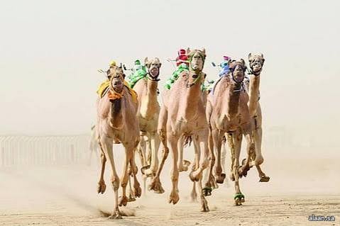 برعاية الاتحاد السعودي .. ميدان نجران للهجن يُقيم غدًا سباق الميادين