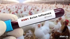 لقاح جديد لانفلونزا الطيور يؤخذ عبر اﻷنف