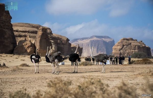 "الحياة الفطرية" تطلق أكثر من 10 آلاف كائن فطري ضمن برامج إعادة التوطين