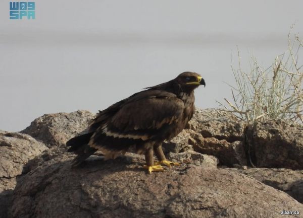 رصد 2850 طائرًا نادرًا بمحمية الملك سلمان الملكية ضمن البرنامج الوطني لمواقع تشتية عقاب السهول