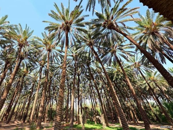 نخيل العُلا.. أكثر من 4 ملايين نخلة تدعم الإنتاج الزراعي وتُثري أسواق التمور