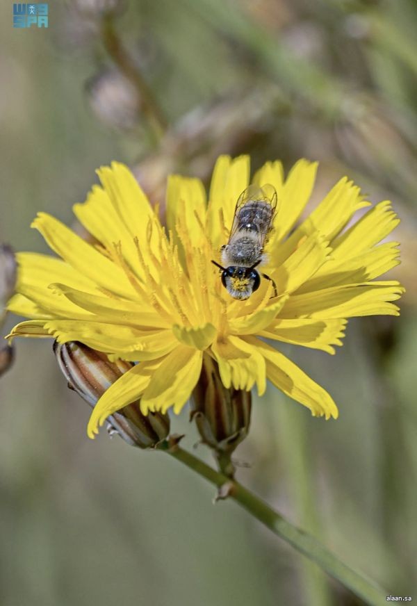 رصد نحل التعدين في الحدود الشمالية يعكس التنوع الأحيائي