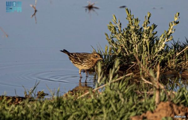 الجشنة حمراء الزور.. زائر رشيق يزين براري المملكة بتنوعه اللوني وسلوكه الحيوي