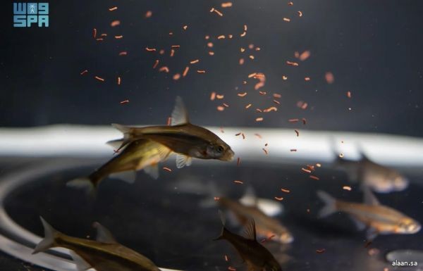 أعلن صندوق التنمية السياحي -المُمكّن الوطني للقطاع السياحي- إطلاق برنامج "مسرّعة نمو السياحة" في نسخته السادسة، أحد برامج مركز نمو السياحة -الذراع المُمكّن غير التمويلي للصندوق-، وذلك في إطار جهوده المستمرة لتمكين روّاد الأعمال والشركات الناشئة في القطاع 