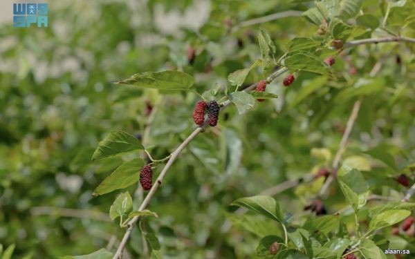 زراعة التوت.. مبادرات منزلية تنمو نحو اقتصاد أسري مستدام بالحدود الشمالية