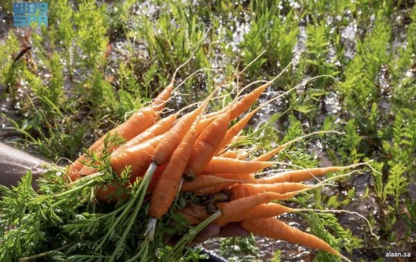 مزارع الجوف تتوسع في زراعة الجزر.. والأهالي يعززون تنوع الإنتاج الزراعي