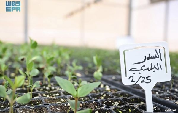 بأكثر من 500 نوع نباتي .. مشتل وبنك بذور العُلا يعزّزان الاستعادة البيئية