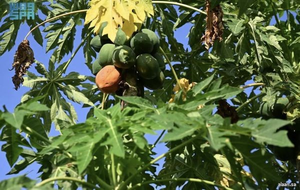 زراعة البابايا في جازان.. محصول استوائي واعد يعزّز التنوع الزراعي ويدعم الاقتصاد المحلي