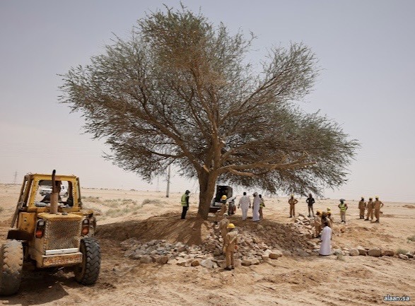 مركز "الغطاء النباتي" يعيد تأهيل شجرة طلح معمّرة في الدوادمي