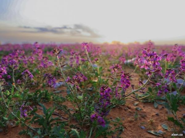 "الغطاء النباتي" يوقع عقودًا استثمارية لتطوير 3 متنزهات وطنية بمساحة تتجاوز ٢١ مليون متر مربع