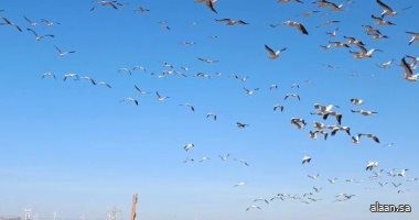 البحر الأحمر.. ممر حياة للطيور المهاجرة