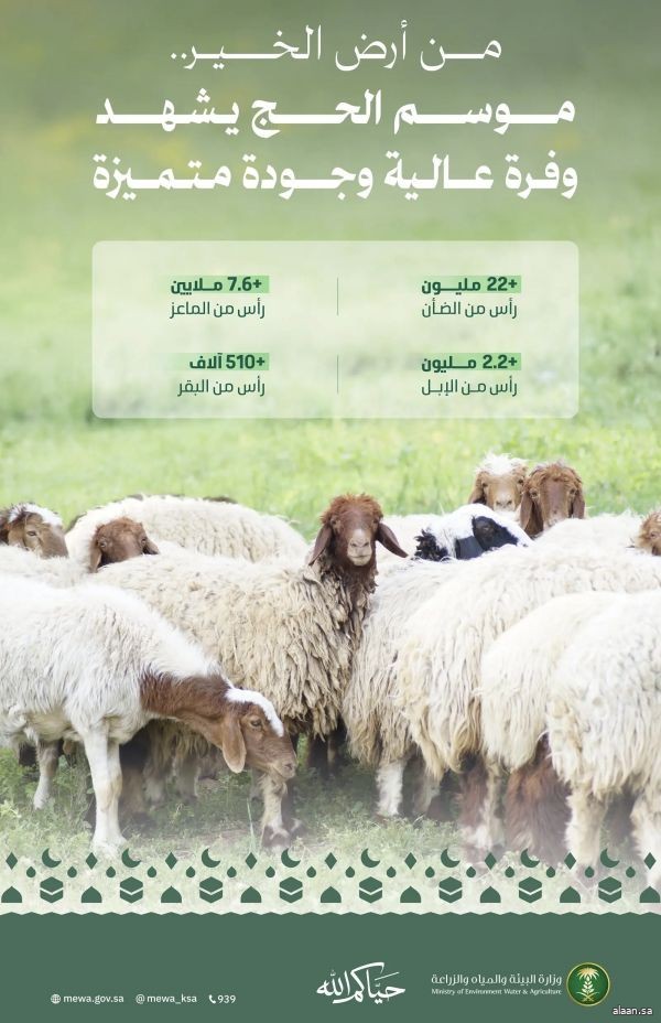 من أرض الخير .. وفرة عالية من الأضاحي لتلبية احتياجات ضيوف الرحمن خلال موسم حج 1447هـ