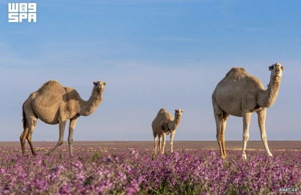 "من الحوار والبكرة إلى الهرش والفاطر" .. أرث لغوي يوثق مراحل نمو الإبل في الموروث العربي