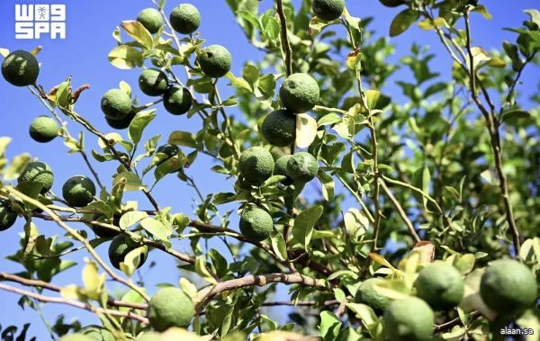 مزارع المدينة المنورة تبدأ حصاد إنتاجها من ليمون "أبو زهير"