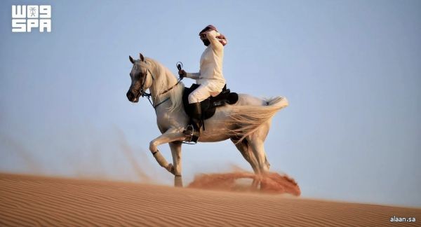 الخيول العربية وقطعان الإبل ترسم ملامح الأصالة في صحارى الحدود الشمالية وتجسد عمق الموروث