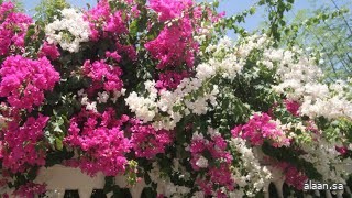 الجهنمية.. أشجار تزين الوجهات السياحية وترسم ملامح الجمال الطبيعي بجازان